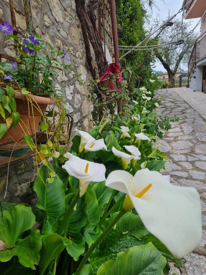 Appartamento Domus Garda Garda  Esterno foto